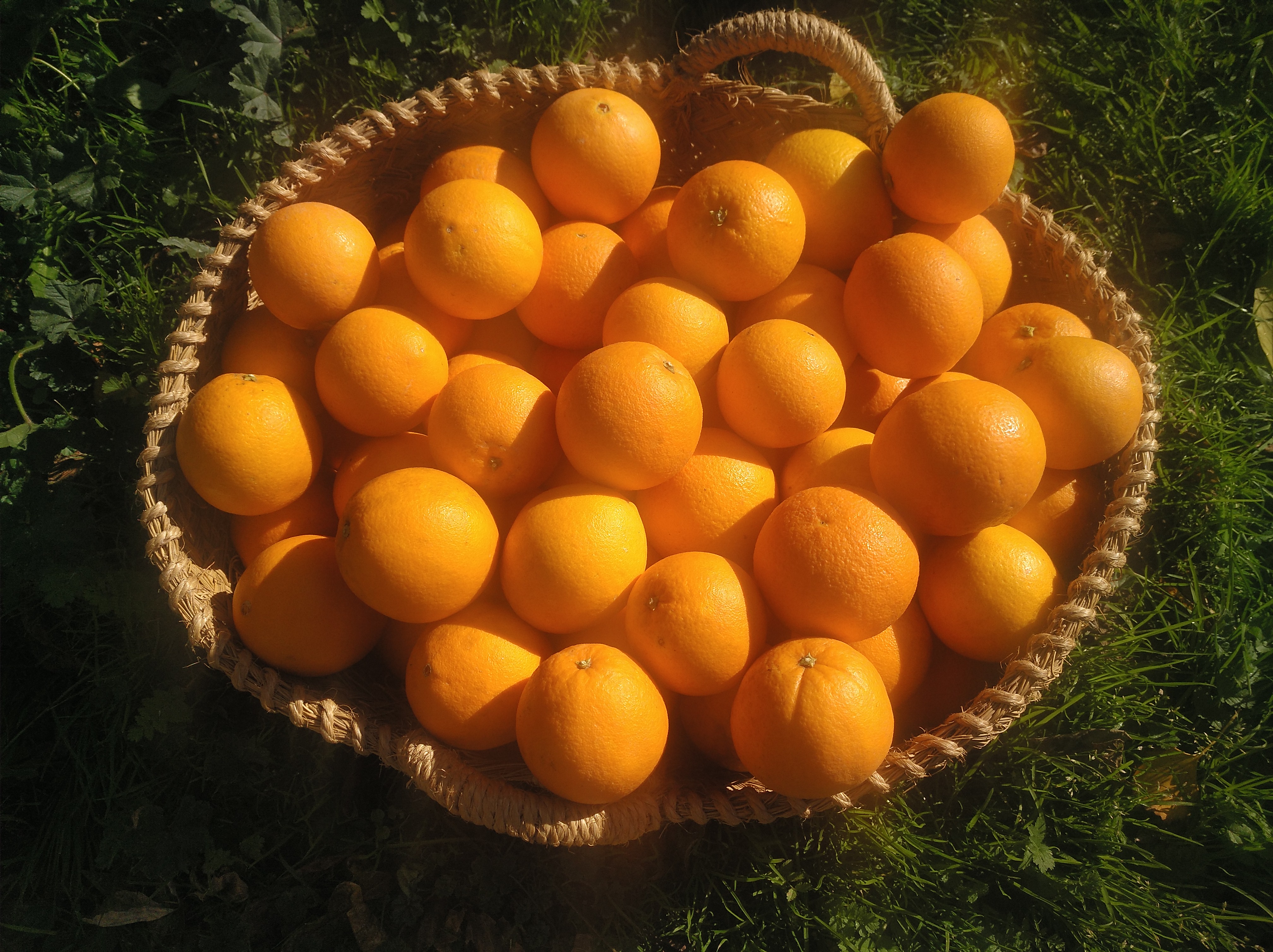 Naranjas navelinas valencianas, para zumo (15 KG)