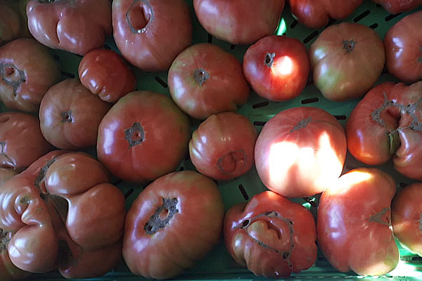 Oferta Tomates ecológicos en su punto