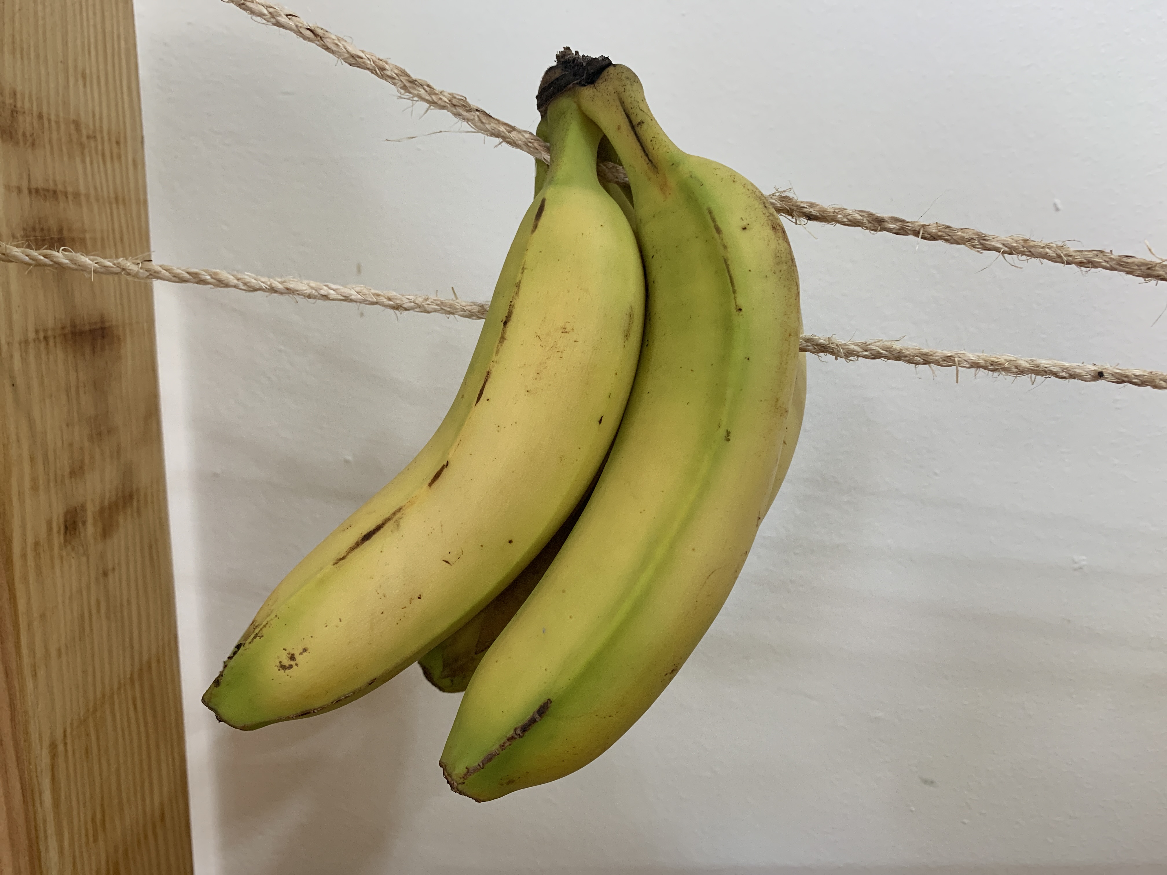 Plátano de canarias