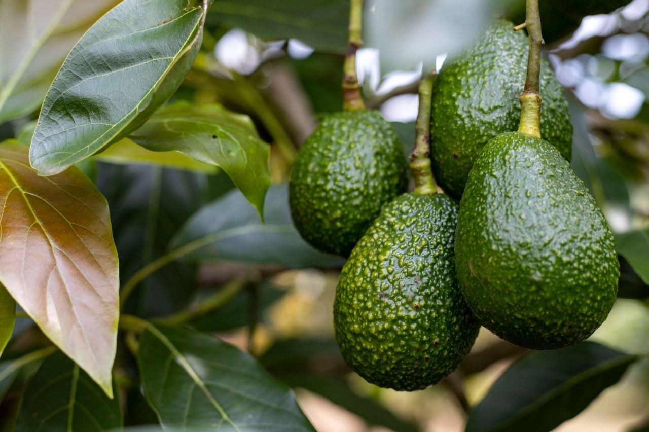 Aguacate ECO (20kg)