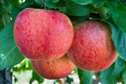 7 KG de pomes i peres ecològiques nova temporada