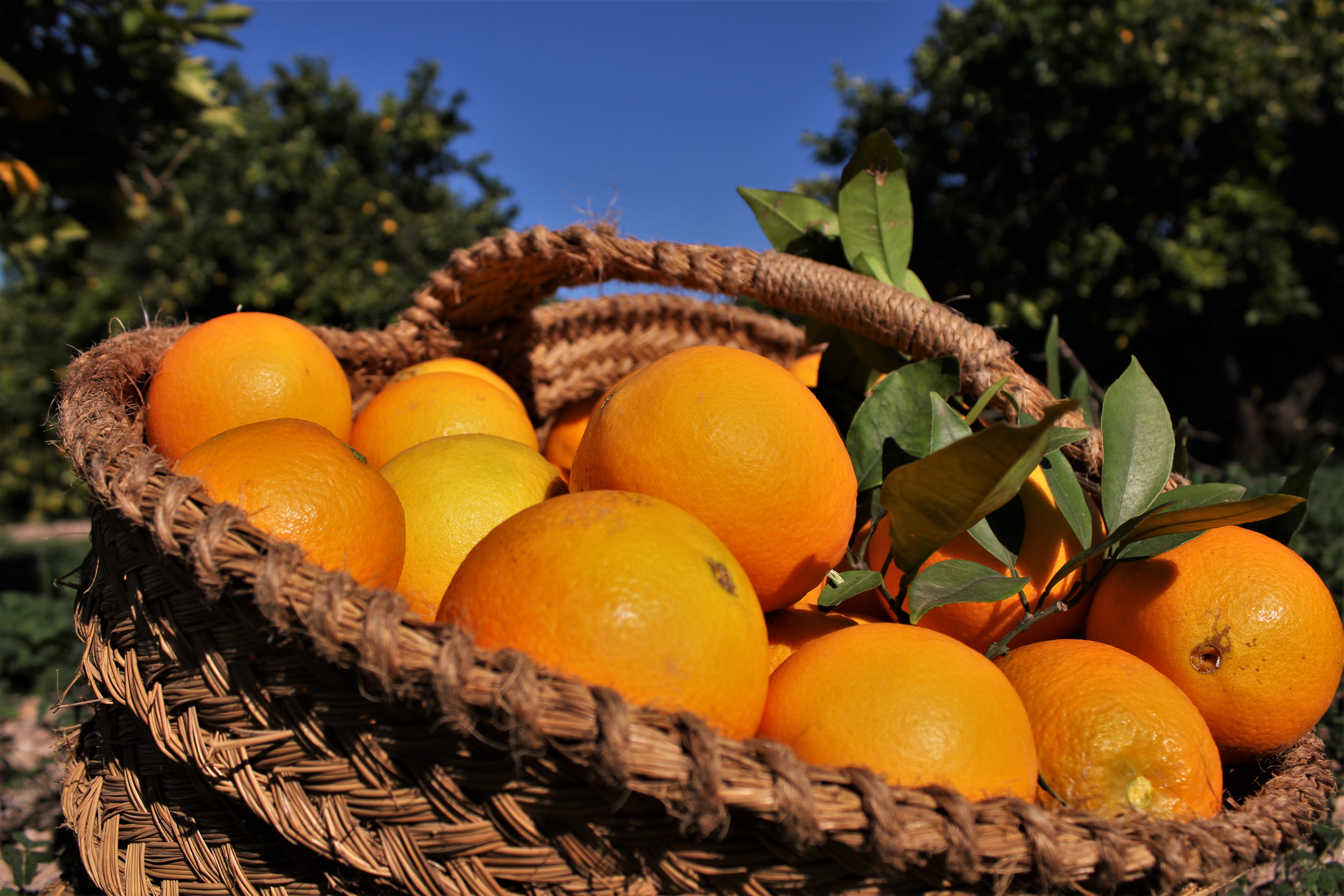 Oranges from València