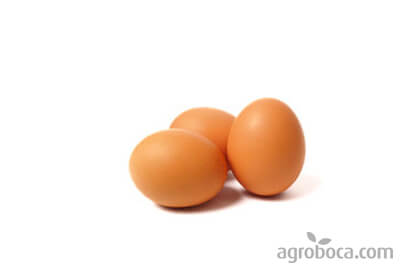 Huevos ecológicos camperos (12 unidades)