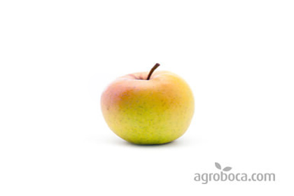 Manzanas ecológicas (KG)