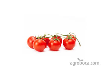 Tomates ecológicos cherry (KG)