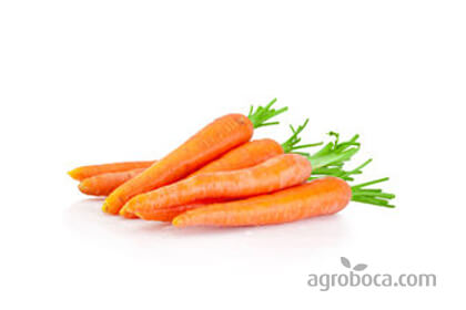 Zanahorias frescas con hojas