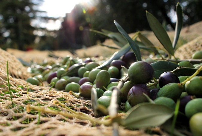 Oli d'oliva verge extra ecològic