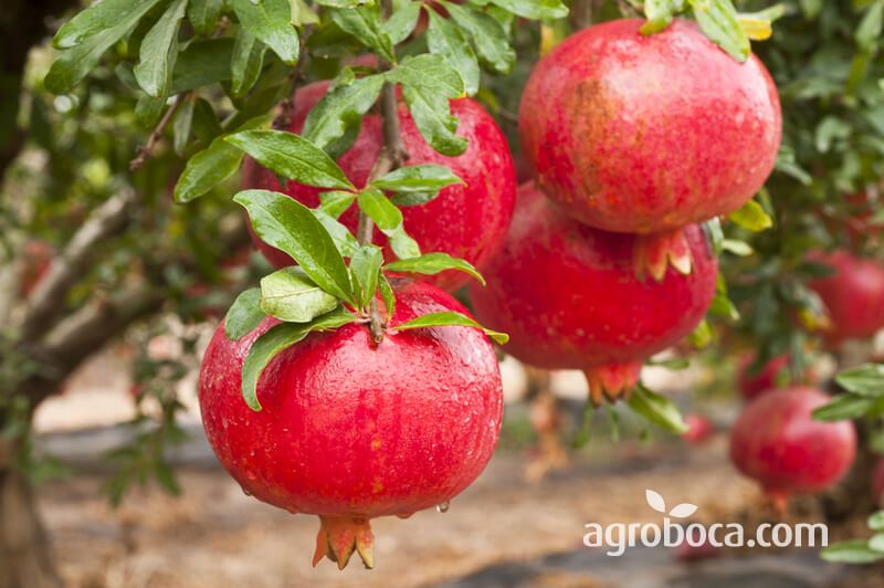 Fresh pomegranates, seasonal antioxidants.