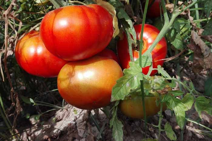 Spanish Cuarentena tomatoes