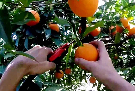 ¿Te gustaria vender tus naranjas en Agroboca?