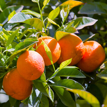 Árbol con mandarinas