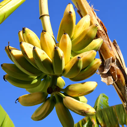 Plátano en árbol