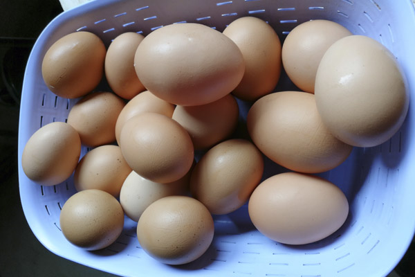 Huevos camperos de Galicia (12 u)