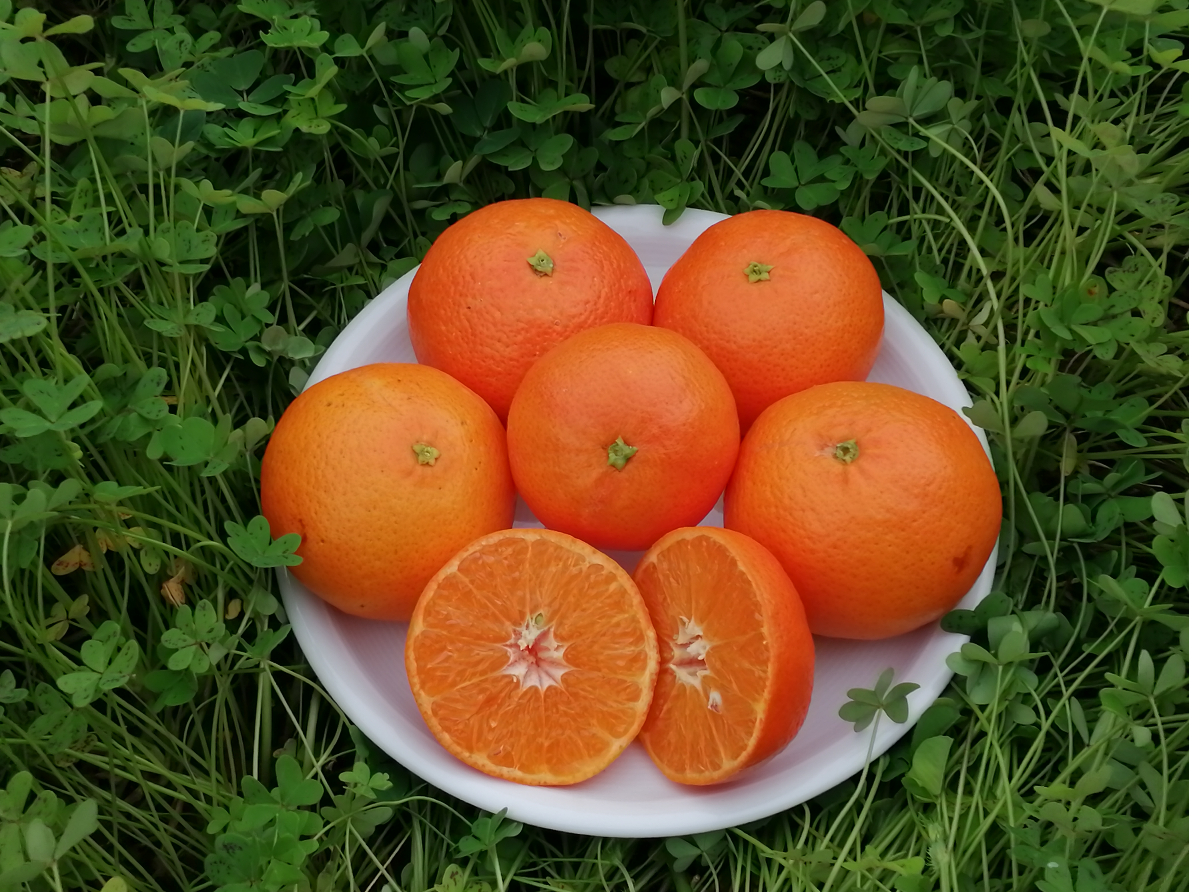 Mandarina clemenvilla 10kg