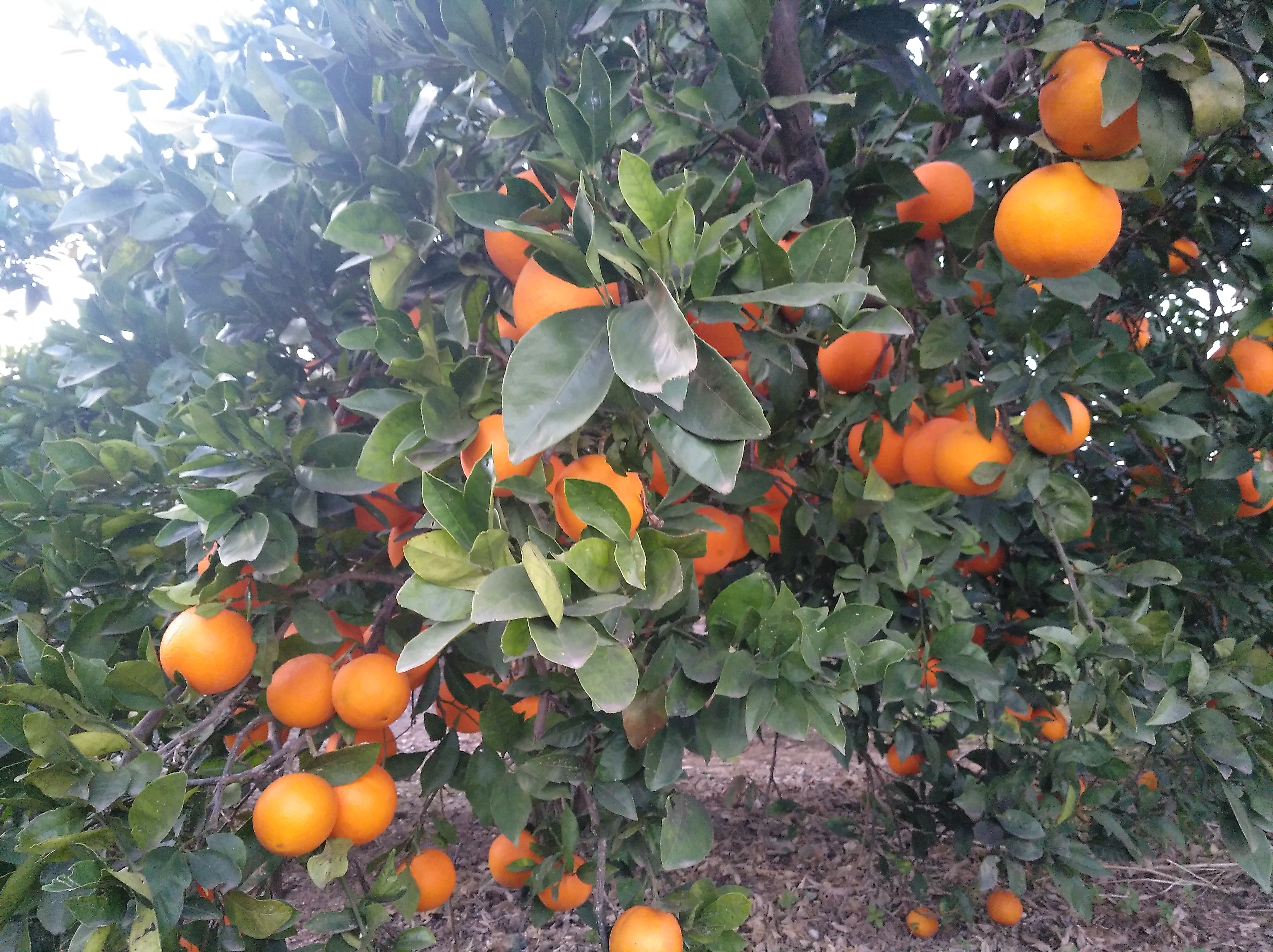 https://www.agroboca.com/productor/naranjas-fruits-del-mas/venta-al-mayor/naranja-navelina-valenciana-para-zumo-10-kg