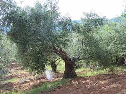 HOJAS DE OLIVO FRESCAS AL PORMAYOR- RECIEN RECOGIDAS - Hojas de olivo comprar, comprar hojas de olivo para bodas,comprar hojas de olivo frescas,comprar hojas de olivo para infusión,donde comprar hojas de olivo,donde venden hojas de olivo,hojas de olivo para el cabello