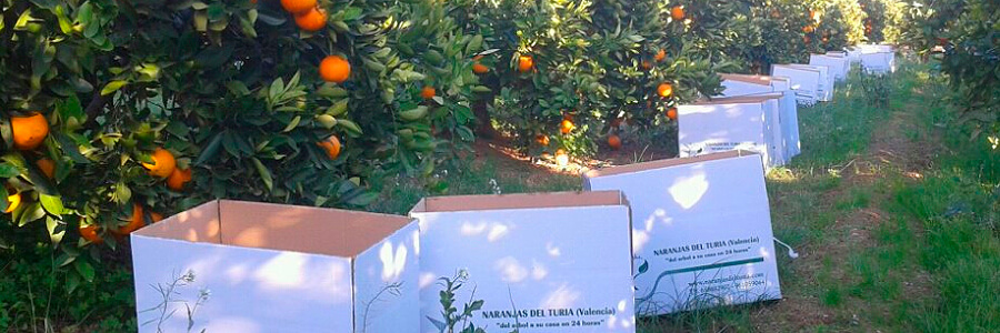 https://www.agroboca.com/productor/naranjas-del-turia/productos/naranjas-de-mesa-6-kg