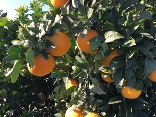 Naranjas Navelinas de València (10 KG)