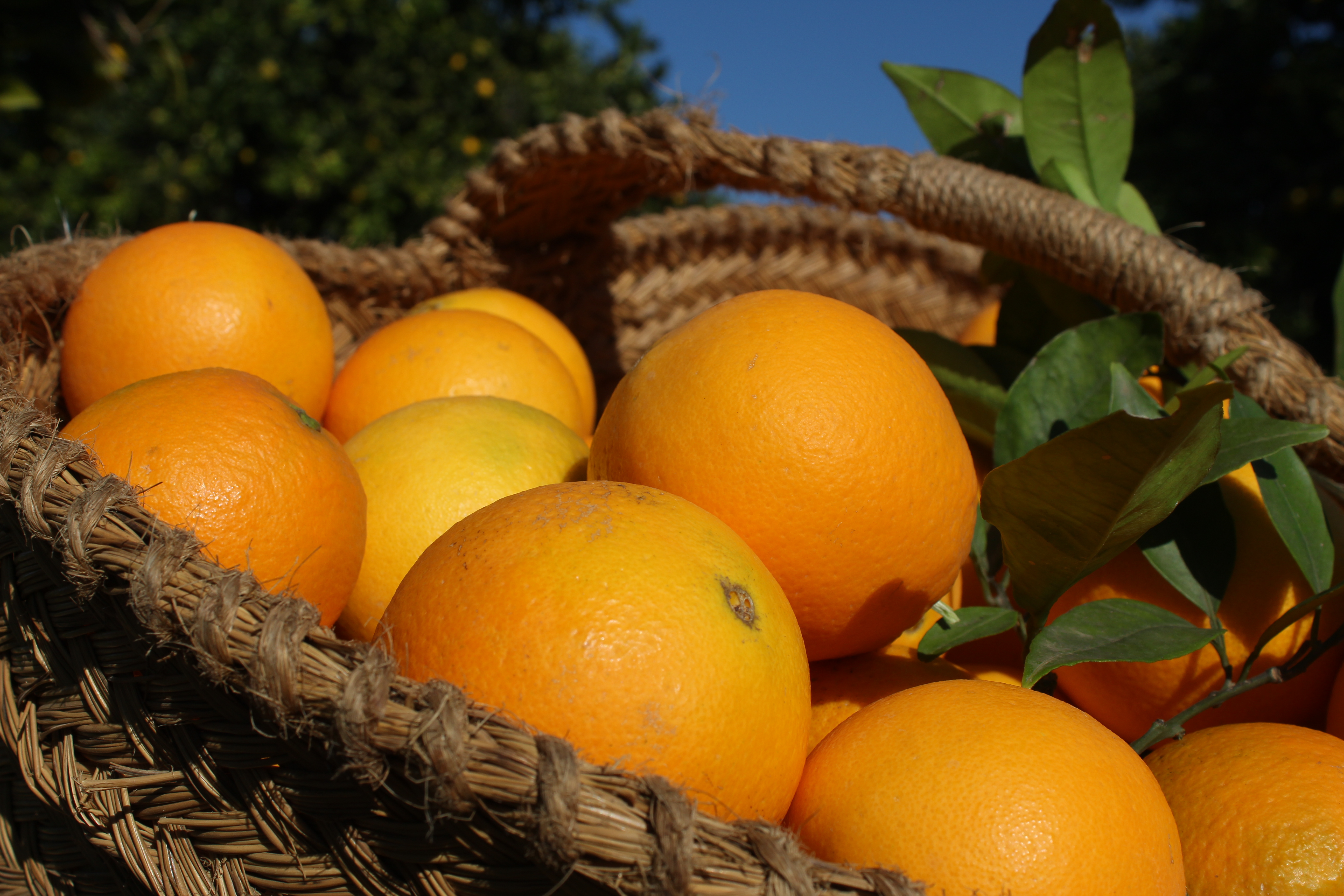 oranges from València