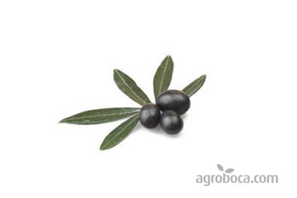 Aceituna negra de Aragón   250 gr.