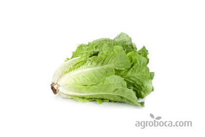 Organic lettuce (unit)
