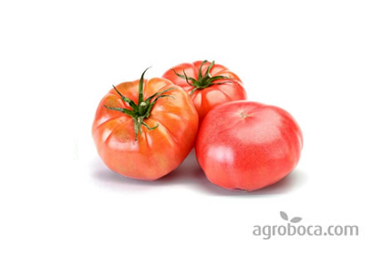 Tomates ecológicos Rosa de Barbastro (1 KG)